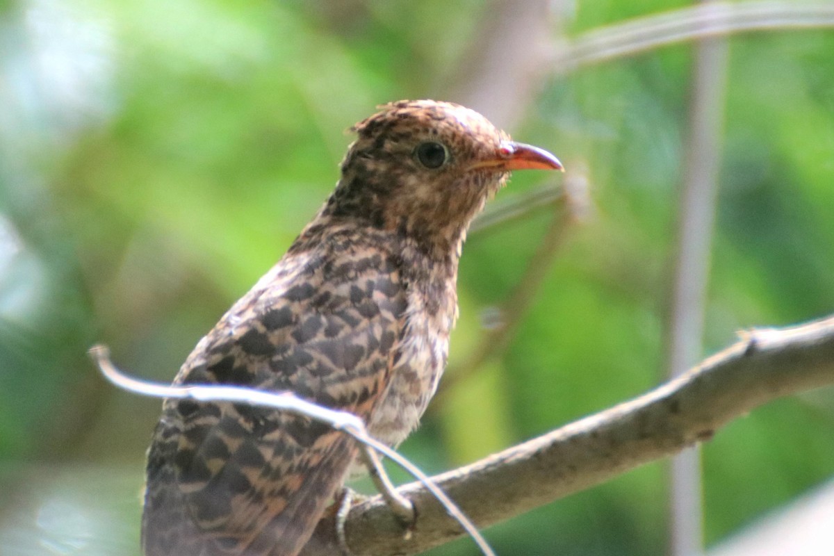 Brush Cuckoo (Australasian) - ML519329761
