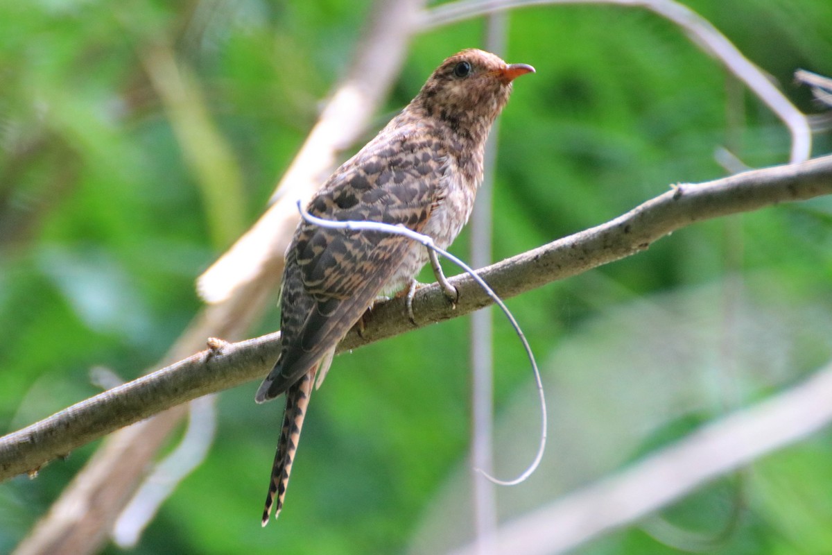 Brush Cuckoo (Australasian) - ML519329771