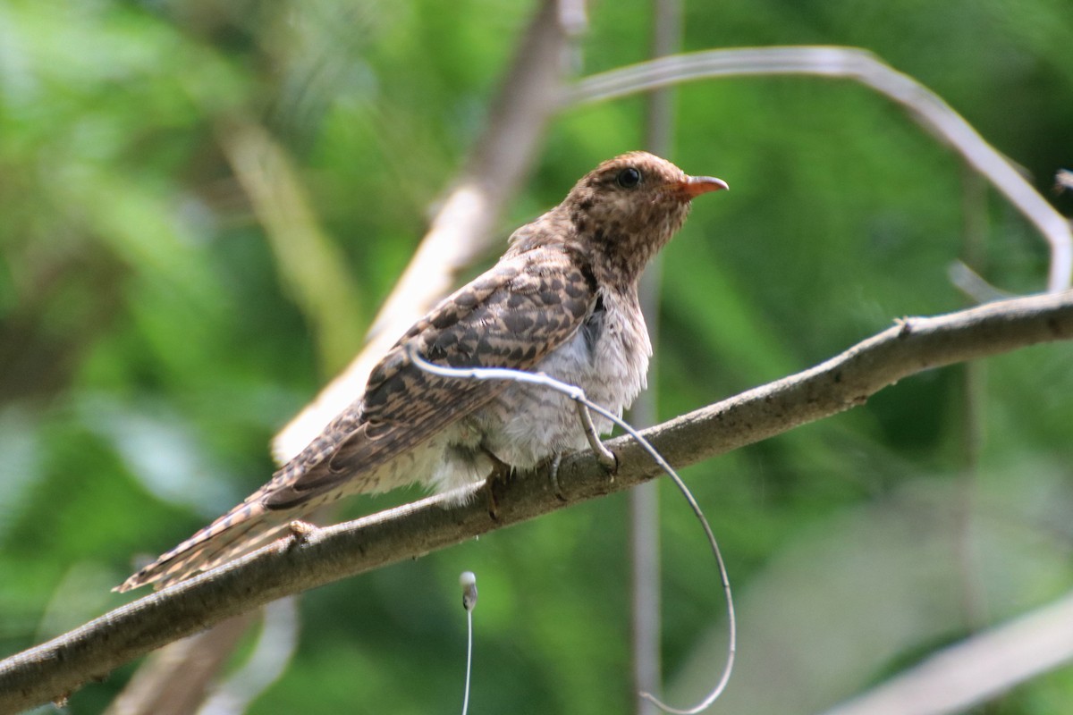 Brush Cuckoo (Australasian) - ML519329781