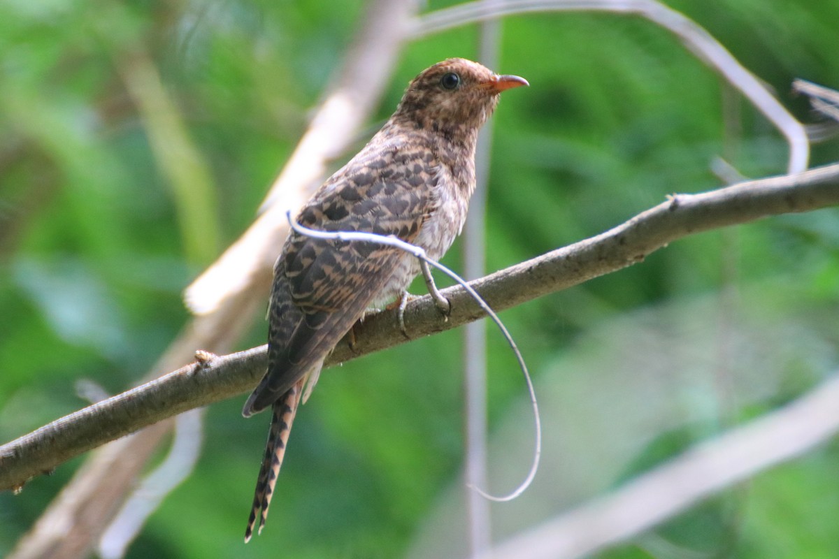 Brush Cuckoo (Australasian) - ML519329791