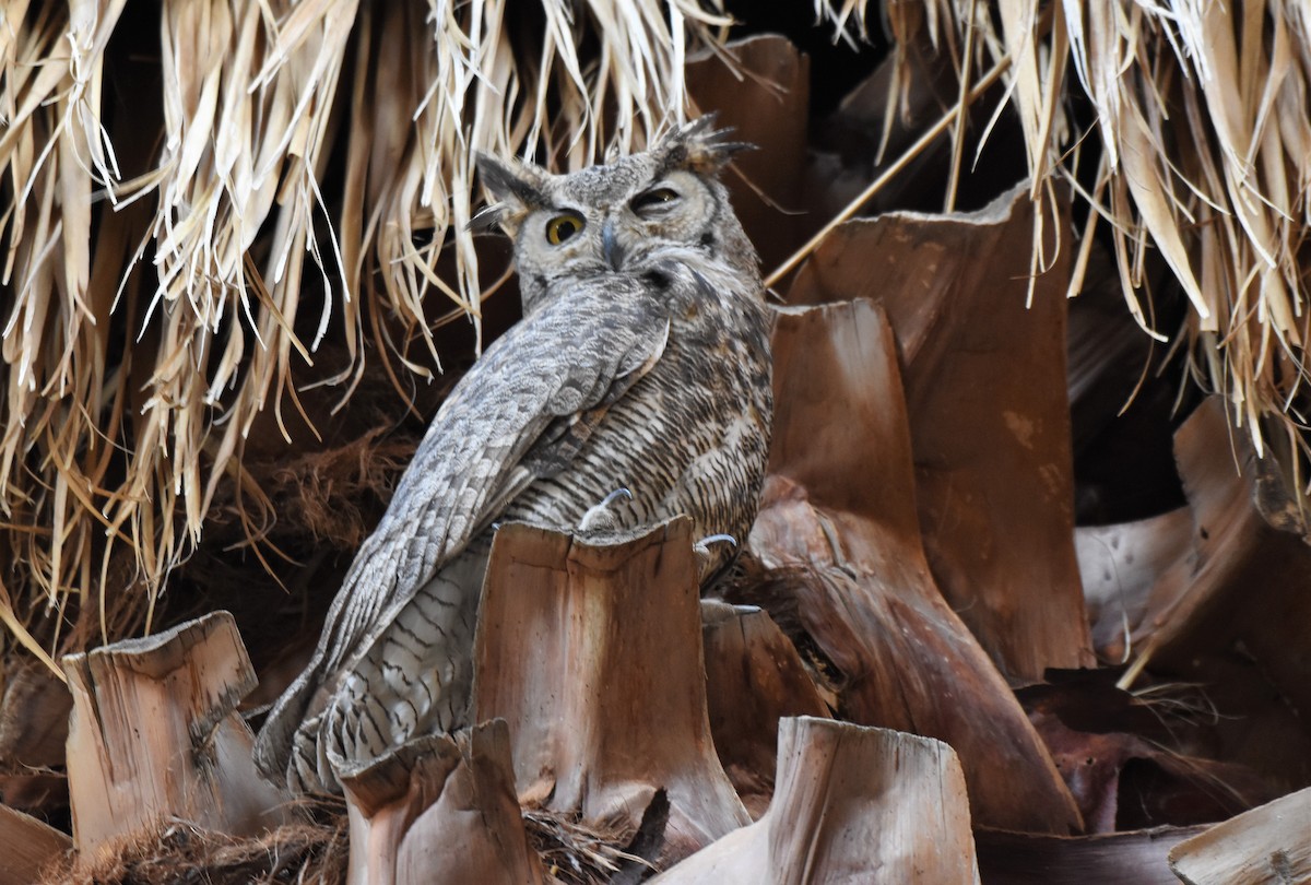 Great Horned Owl - Chris Rohrer