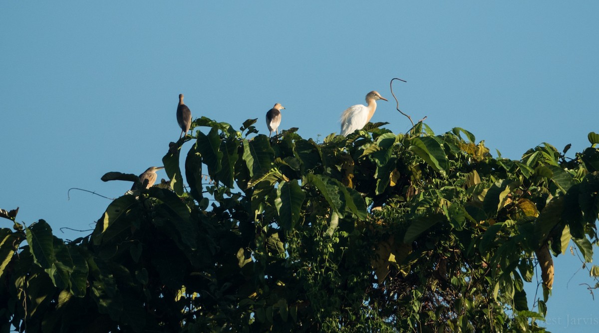 Eastern Cattle Egret - Forest Botial-Jarvis