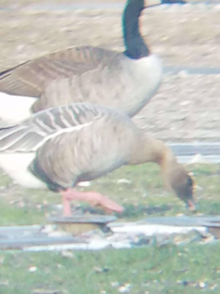 Pink-footed Goose - Mike Johnson