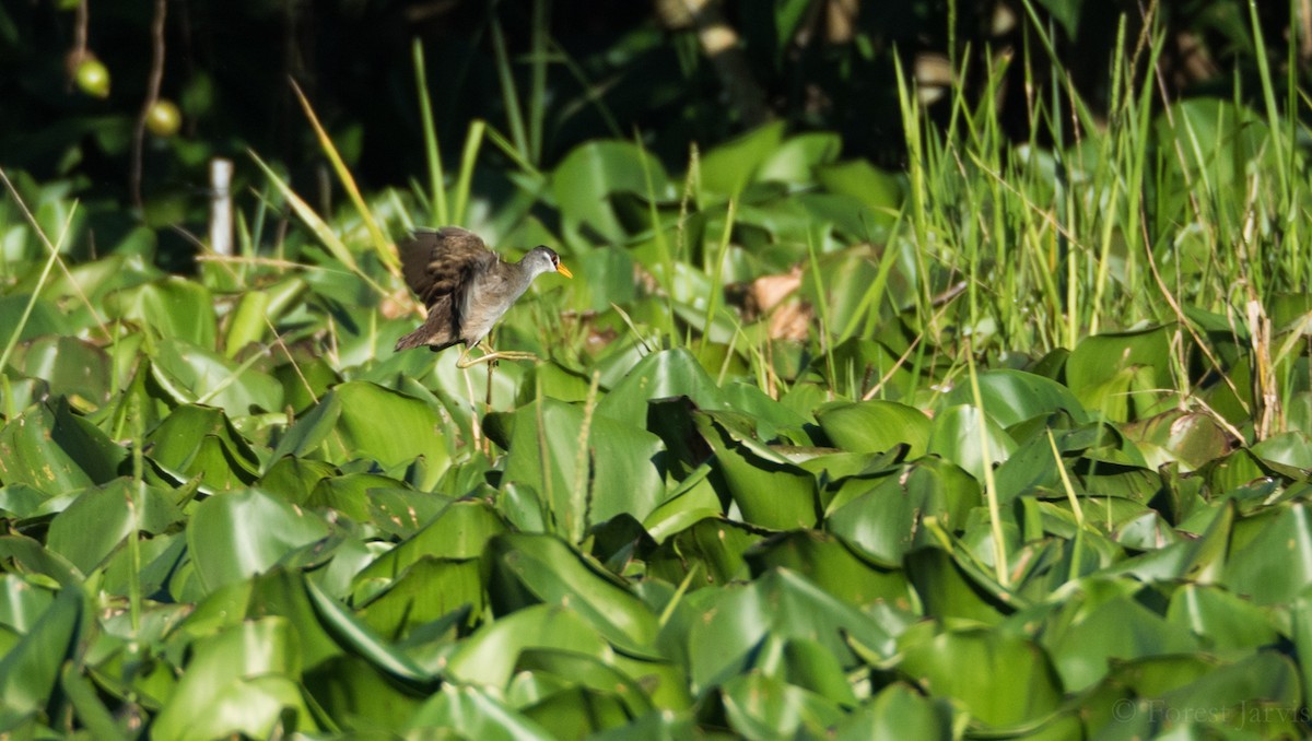 White-browed Crake - Forest Botial-Jarvis