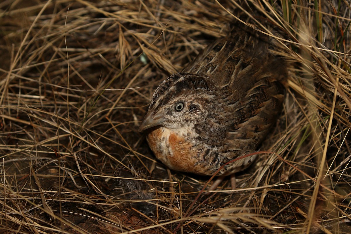 Red-chested Buttonquail - ML519343221