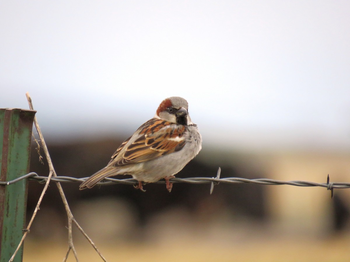 House Sparrow - Mark  Ludwick