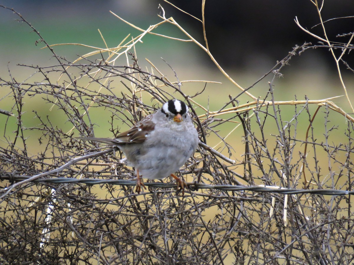 White-crowned Sparrow - Mark  Ludwick