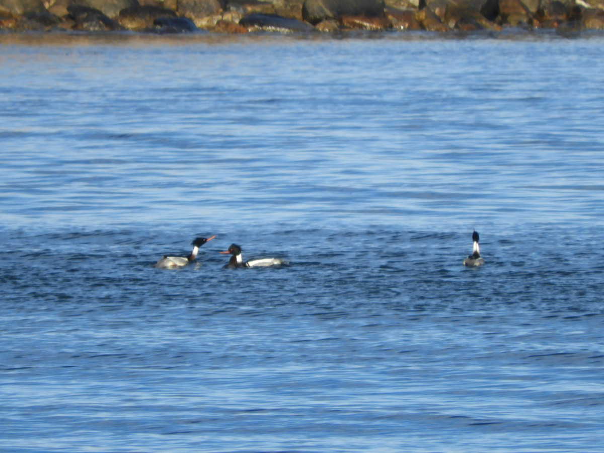 New York Breeding Bird Atlas Checklist Jan Edward Vincent