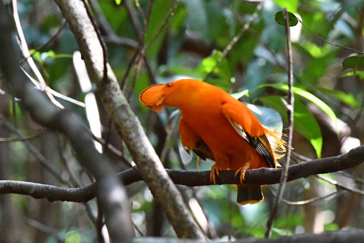 Guianan Cock-of-the-rock - ML519350461
