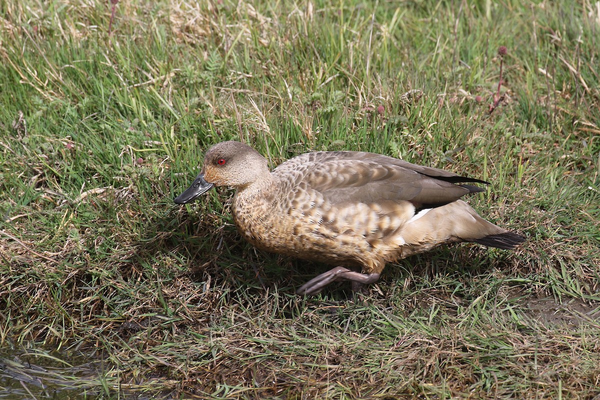 Crested Duck - ML519357501