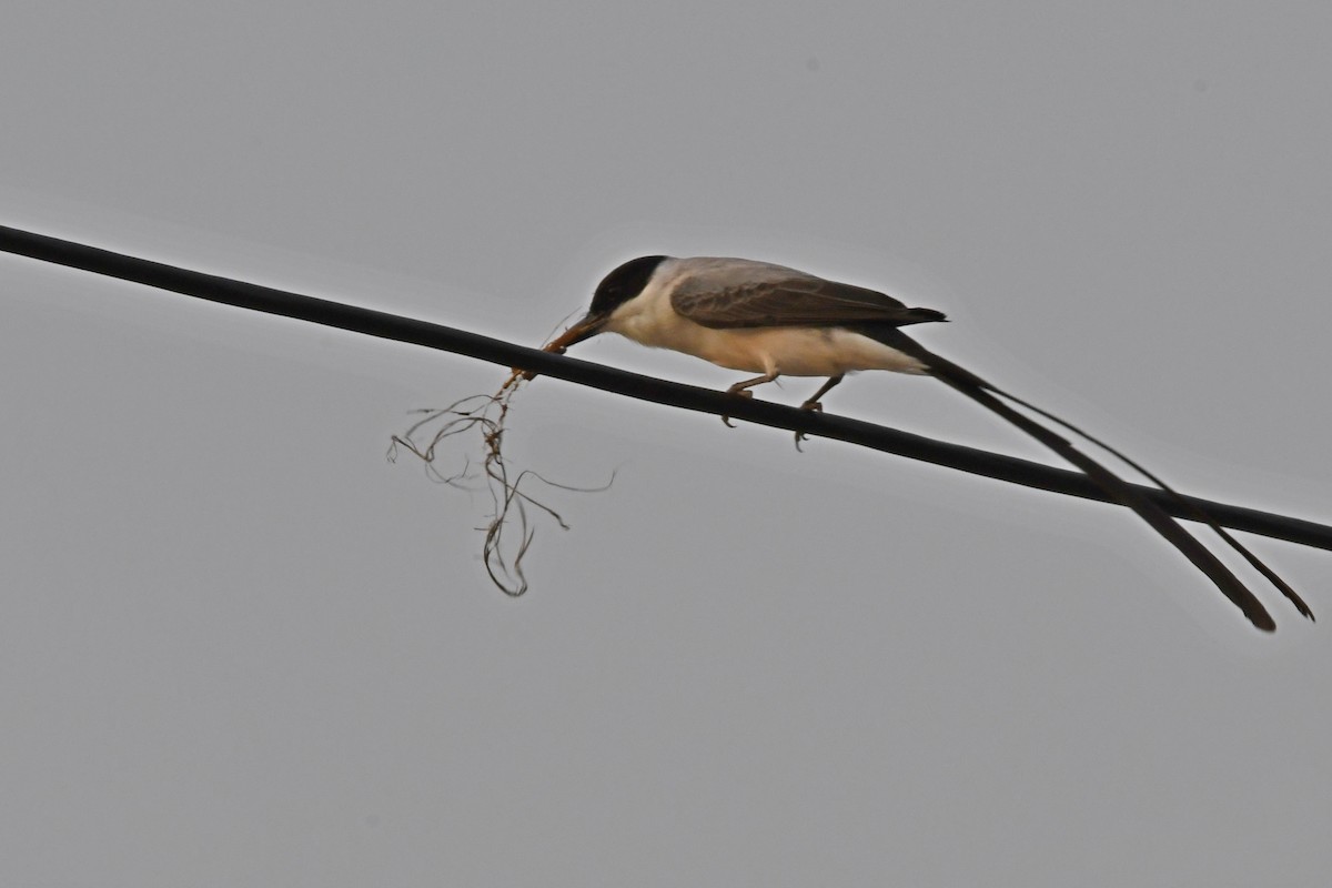 Fork-tailed Flycatcher - Oliver Prioli