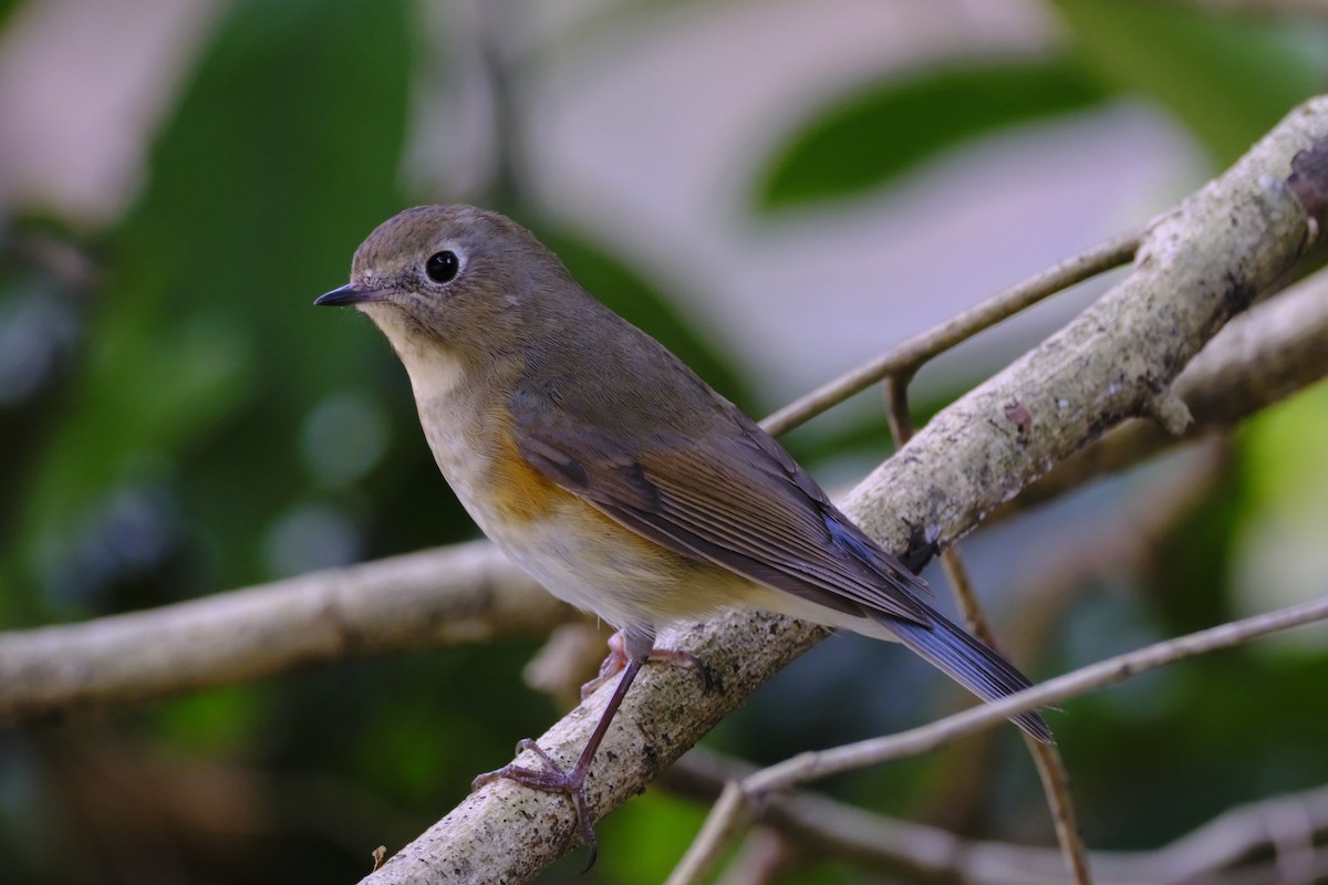 Red-flanked Bluetail - ML519360441