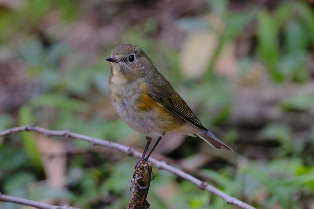 Red-flanked Bluetail - ML519360511