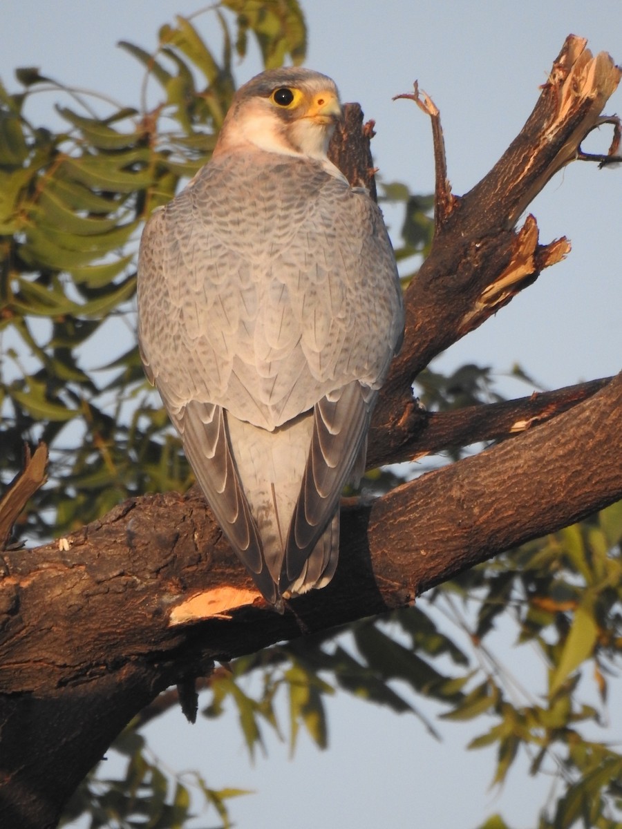 Peregrine Falcon (Red-capped) - ML519361321