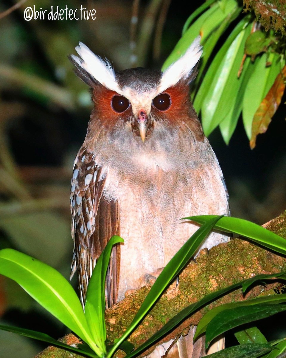 Crested Owl - ML519361701