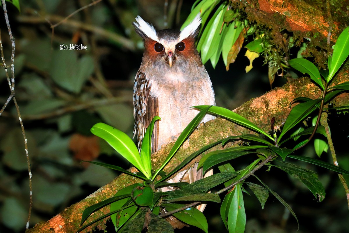 Crested Owl - Emin Yogurtcuoglu