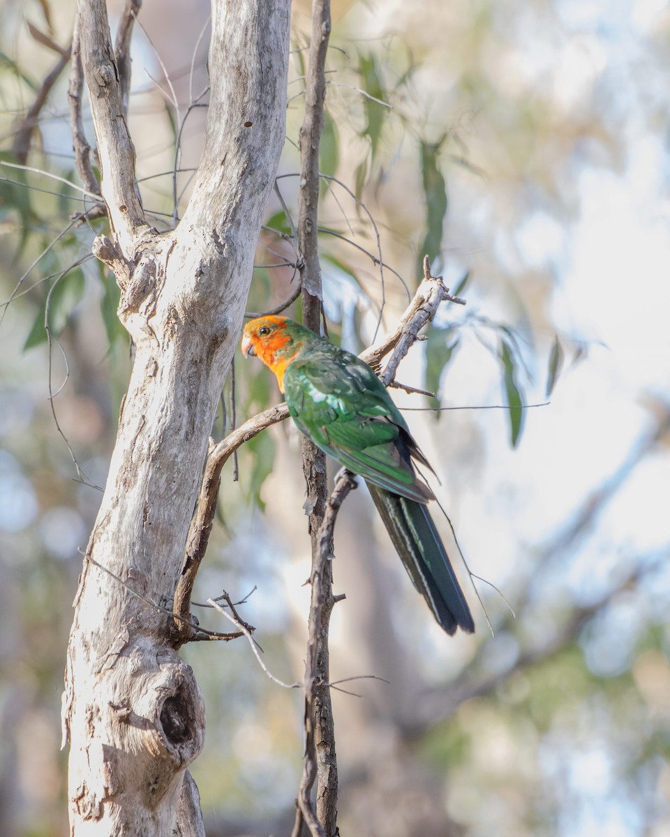 Avustralya Kral Papağanı - ML519362601