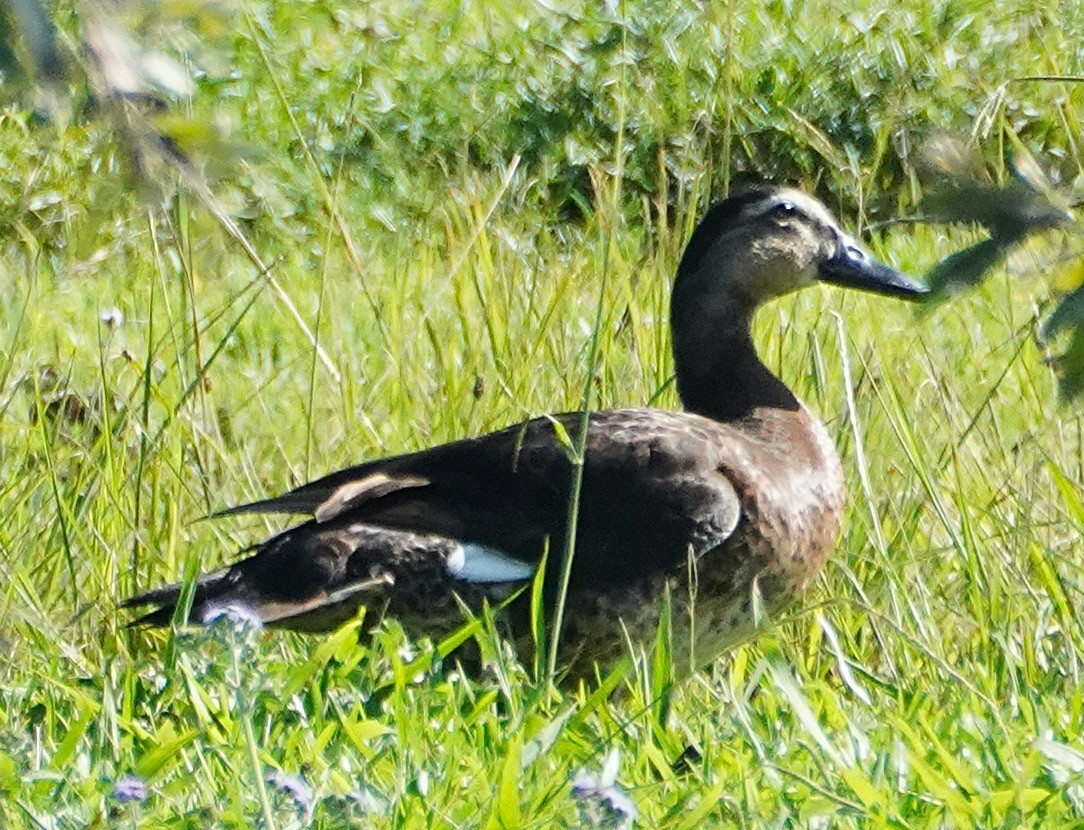 Mallard x Pacific Black Duck (hybrid) - ML519363841
