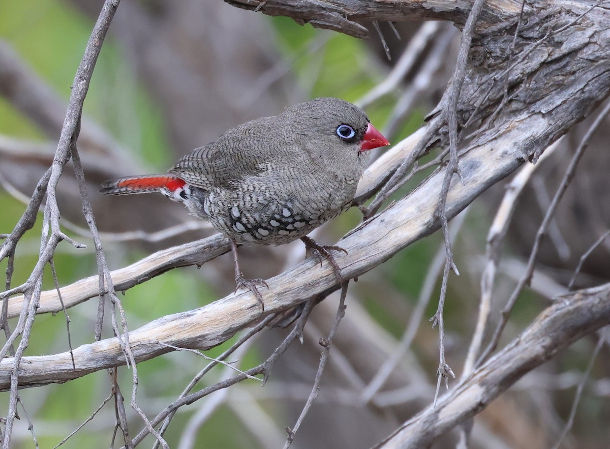 Red-eared Firetail - ML519365201