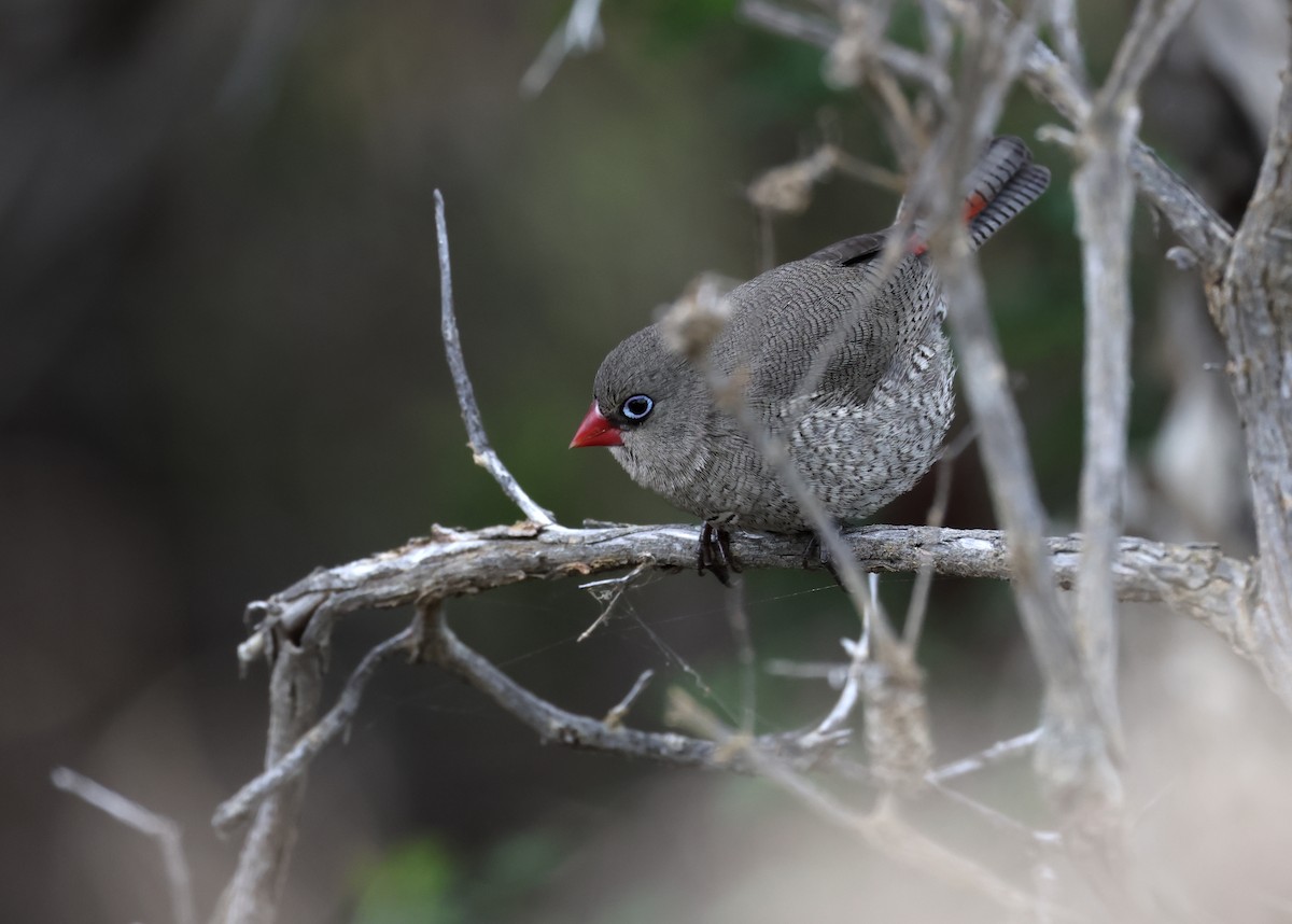 Red-eared Firetail - ML519365231