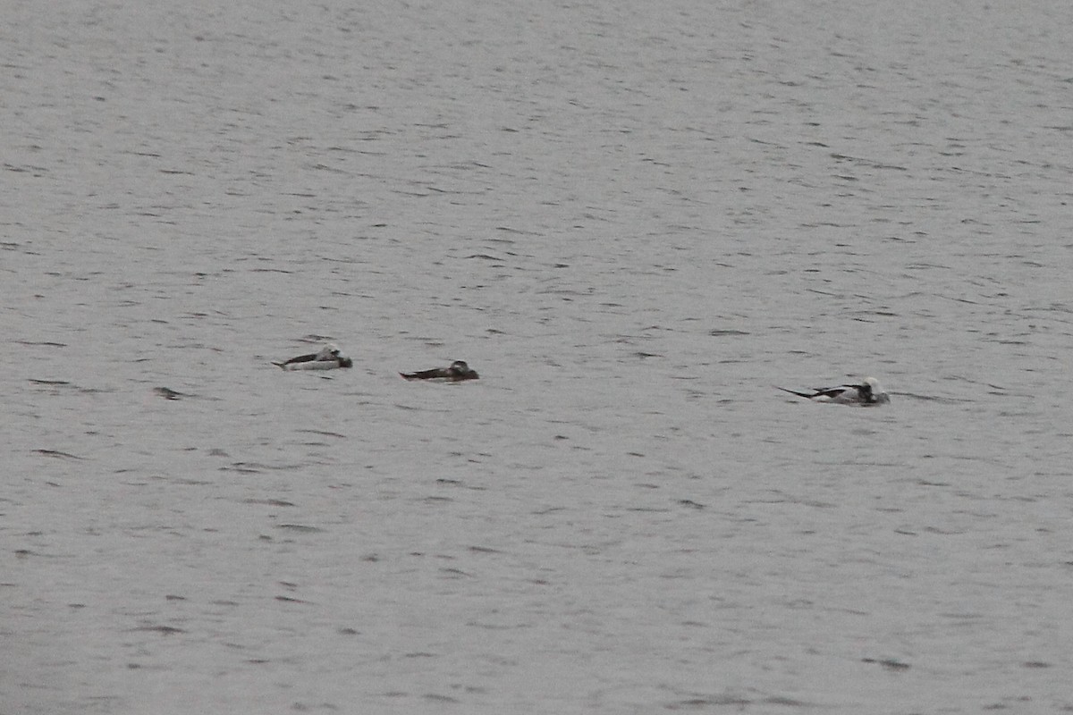 Long-tailed Duck - ML519368471
