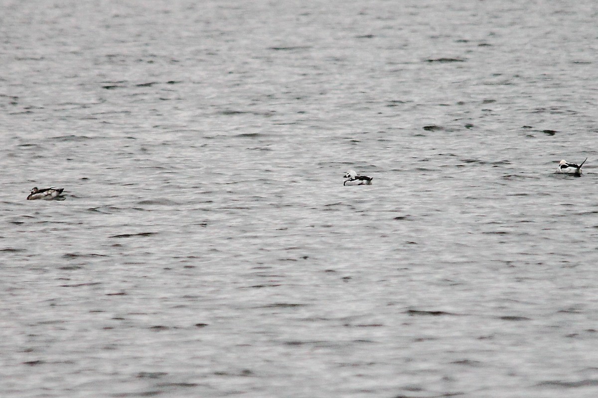 Long-tailed Duck - ML519368481