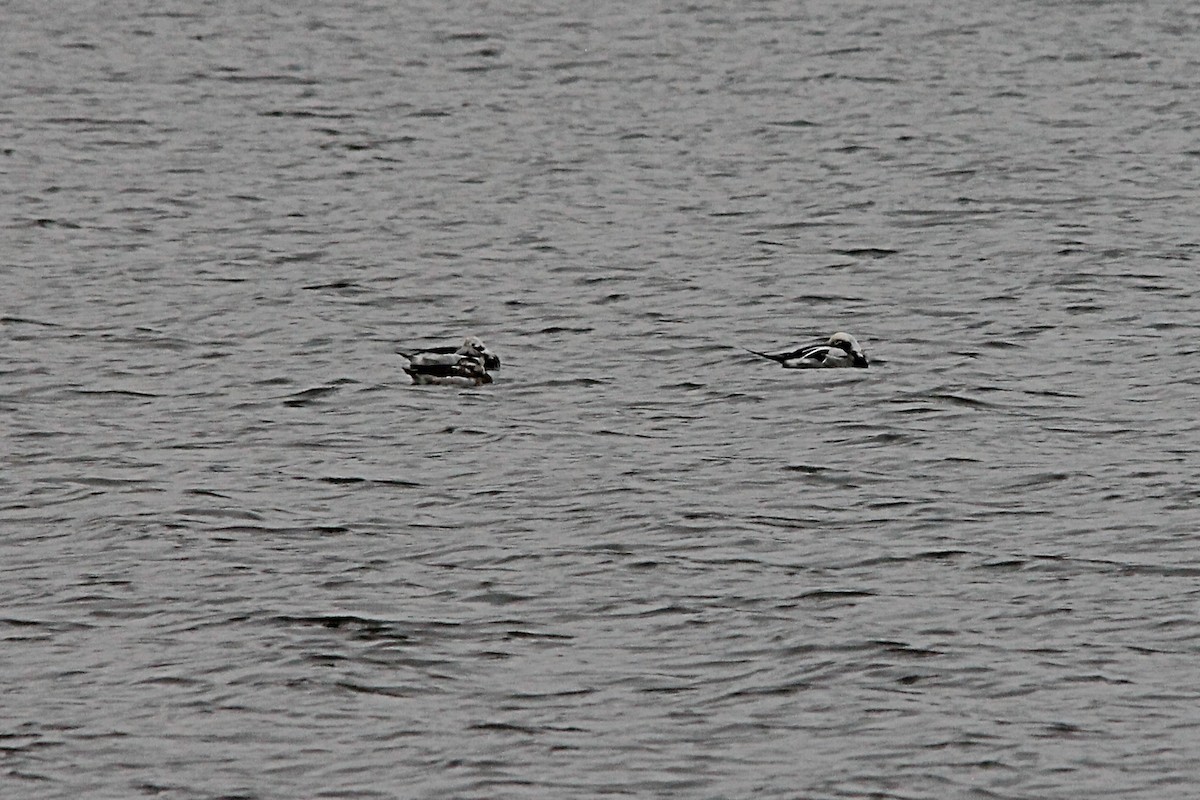 Long-tailed Duck - ML519368491