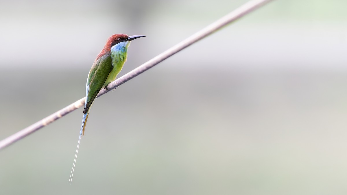 Blue-throated Bee-eater - ML519368641