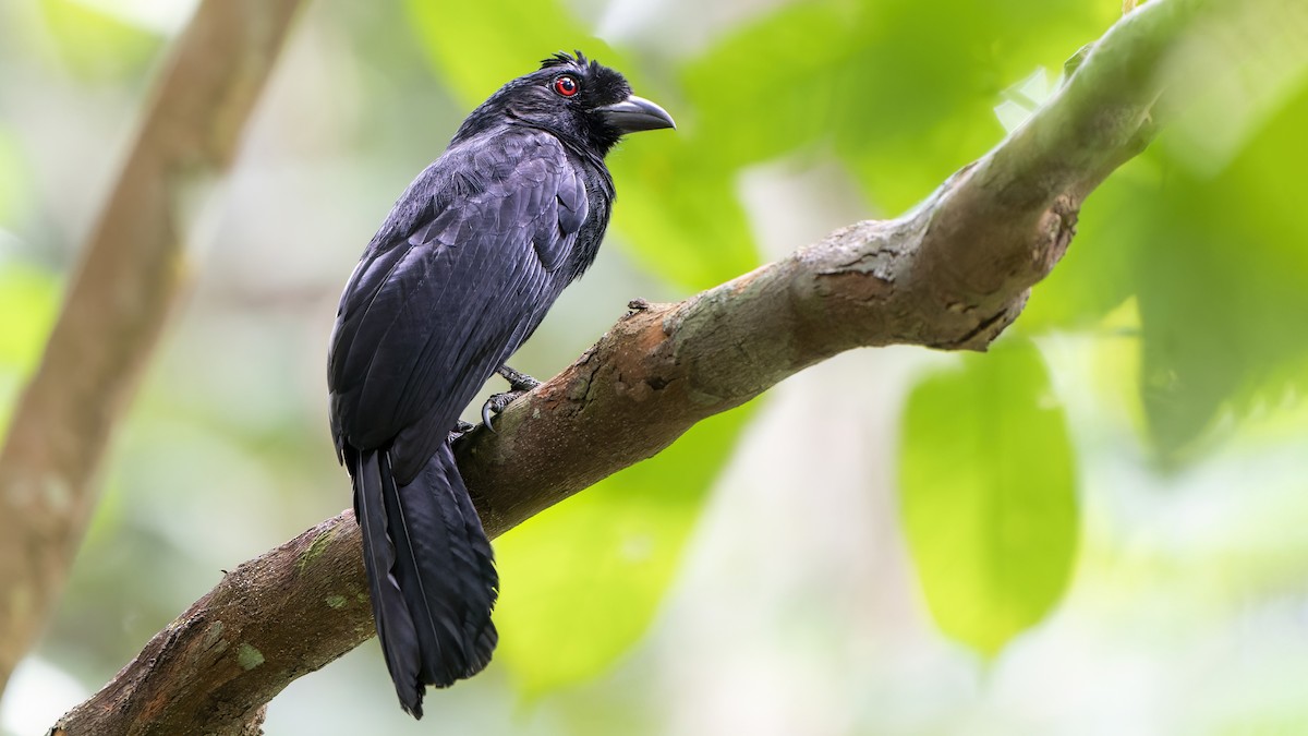 Black Magpie (Bornean) - ML519368721