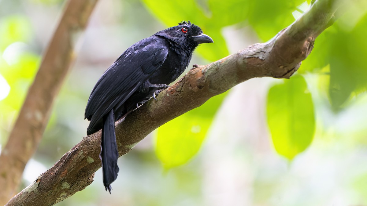 Black Magpie (Bornean) - ML519368731