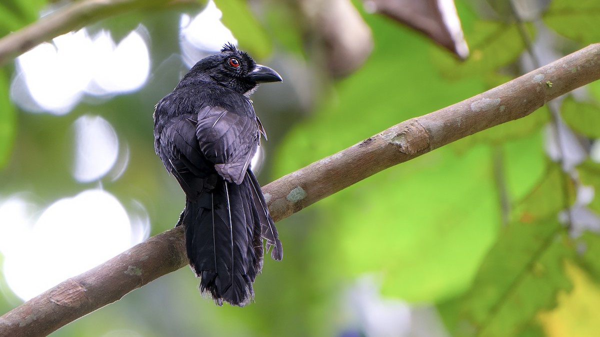 Black Magpie (Bornean) - ML519368741