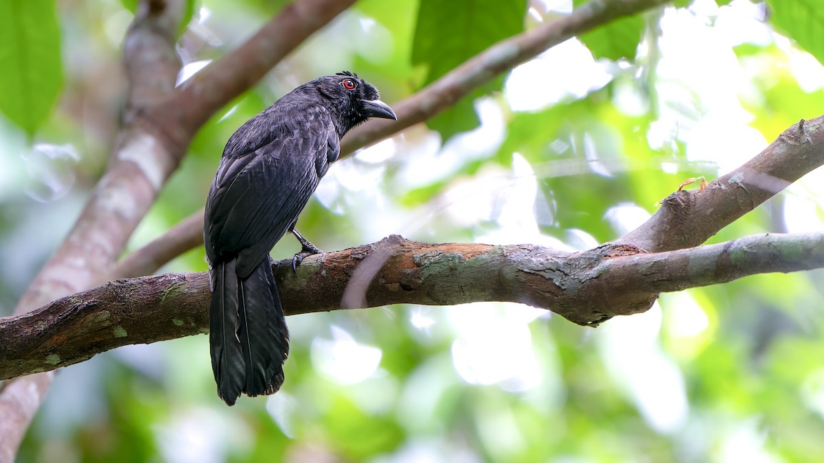 Black Magpie (Bornean) - ML519368751