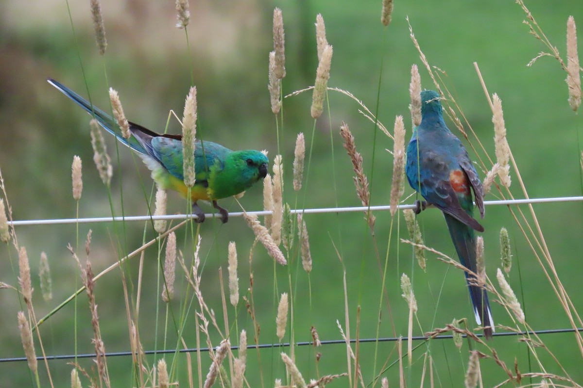 Red-rumped Parrot - Deb & Rod R