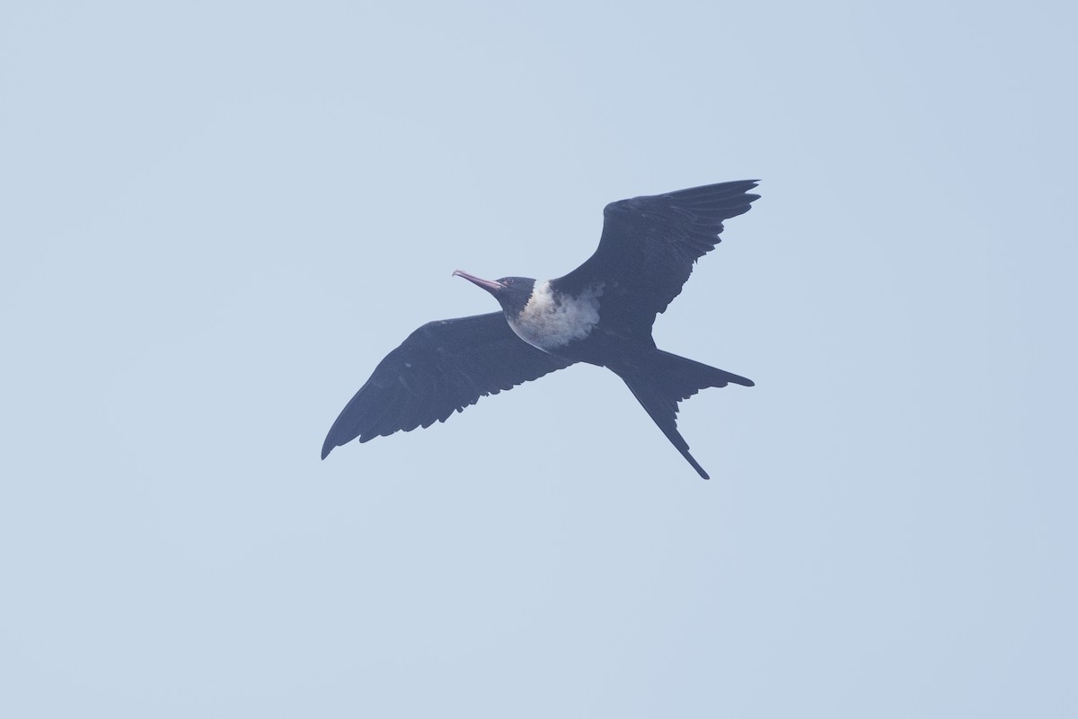 Lesser Frigatebird - Jan-Peter  Kelder