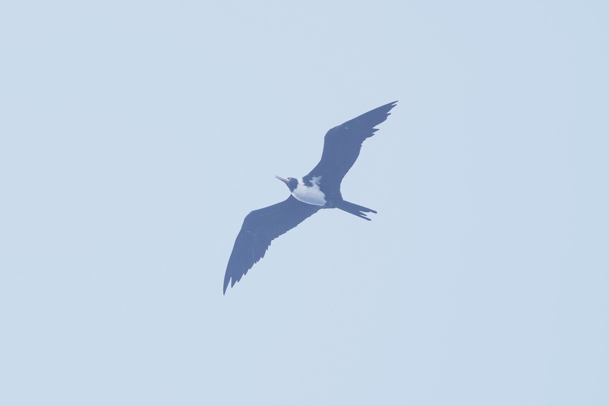 Weißbauch-Fregattvogel - ML519371811