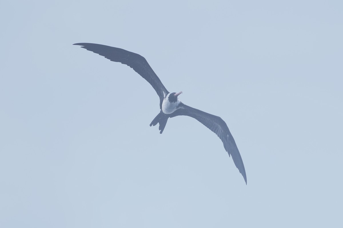 Christmas Island Frigatebird - ML519371821