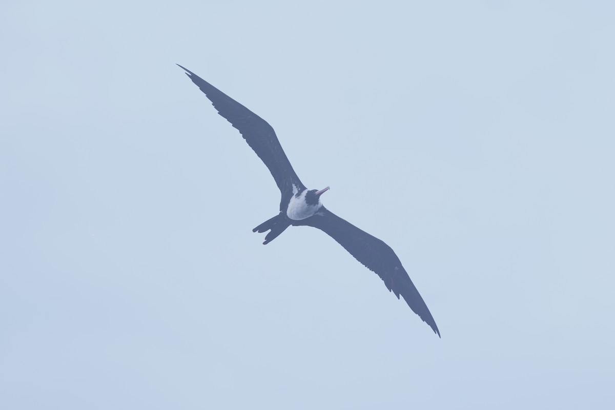 Christmas Island Frigatebird - ML519371831