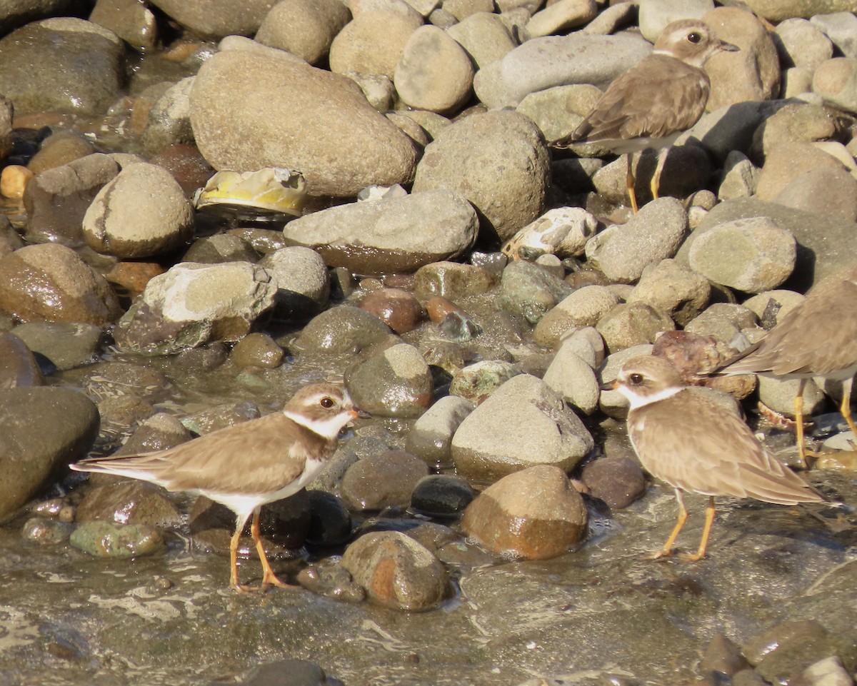 Semipalmated Plover - ML519377751