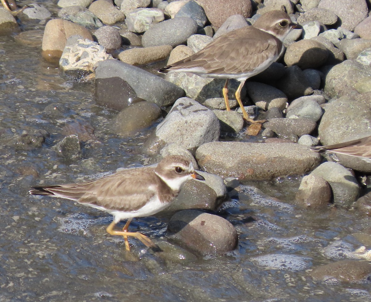 Semipalmated Plover - ML519377771