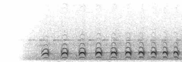  - Streak-backed Antshrike