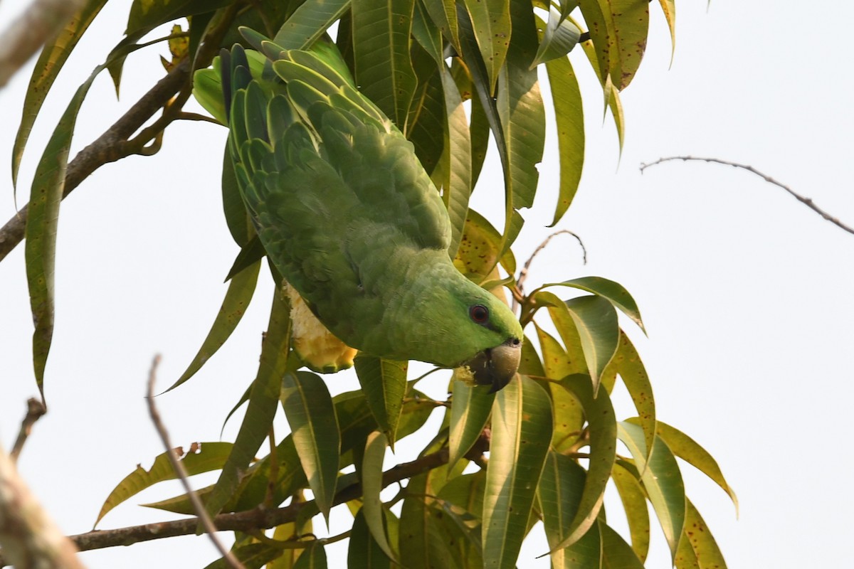 Short-tailed Parrot - Oliver Prioli