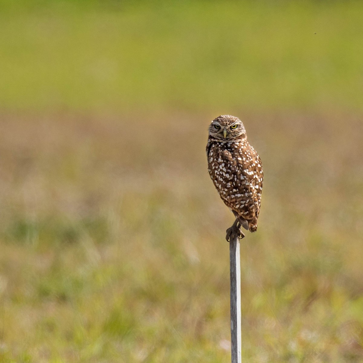 Burrowing Owl (Florida) - Nick Dorian