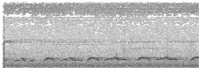Lyre-tailed Nightjar - ML51938571