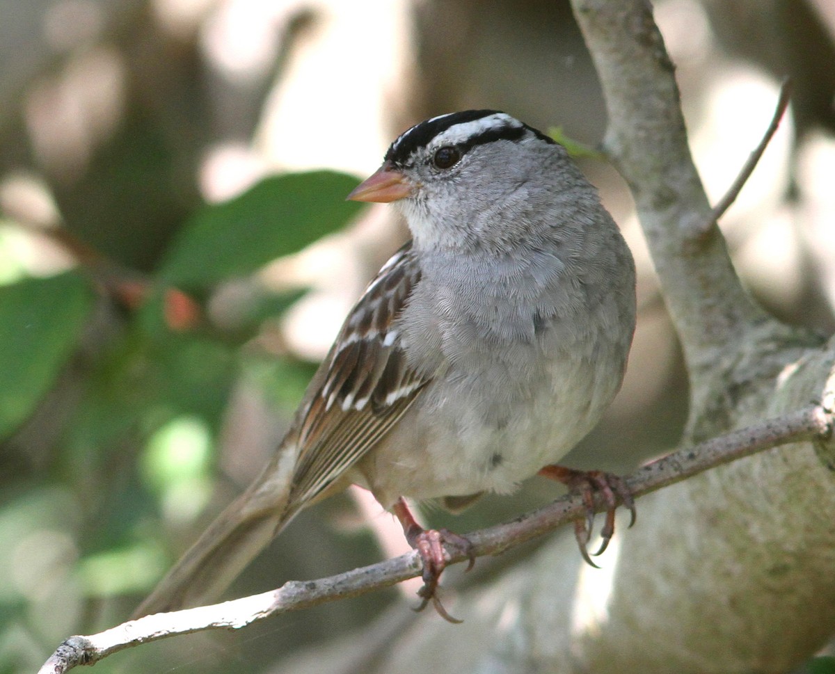 White-crowned Sparrow (Gambel's) - mitchell HARRIS