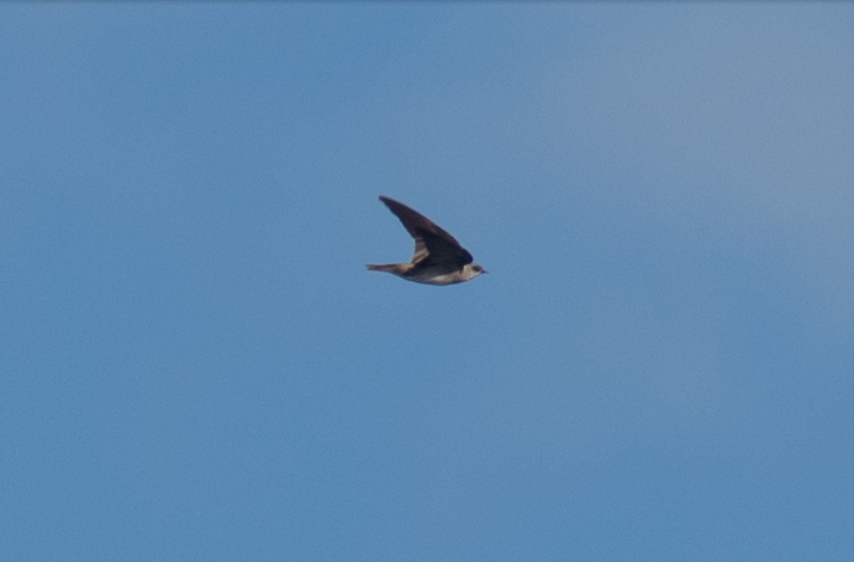 Northern Rough-winged Swallow - ML51940071