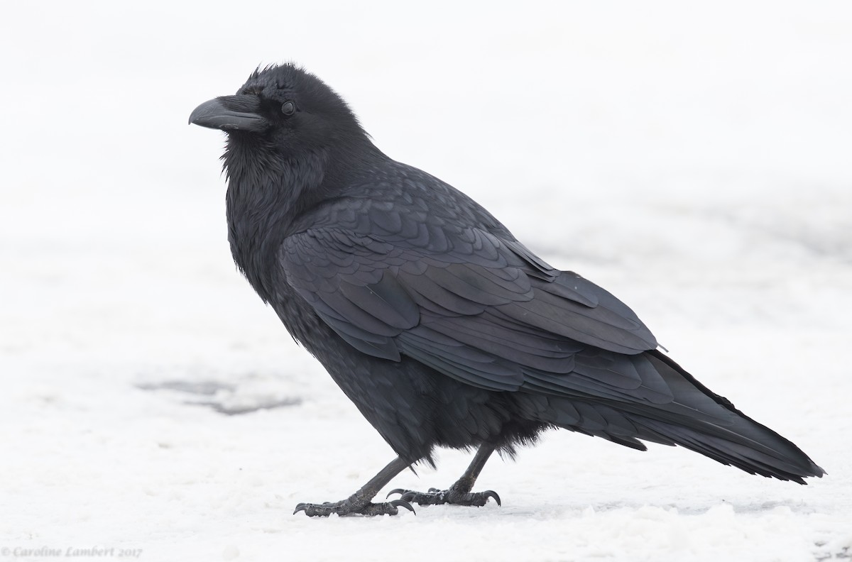 Common Raven - ML51940101