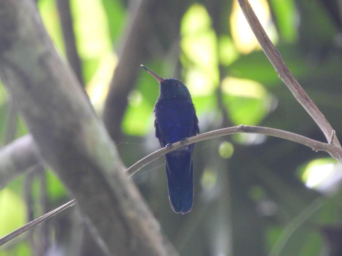 Violet-bellied Hummingbird - Jorge Alcalá