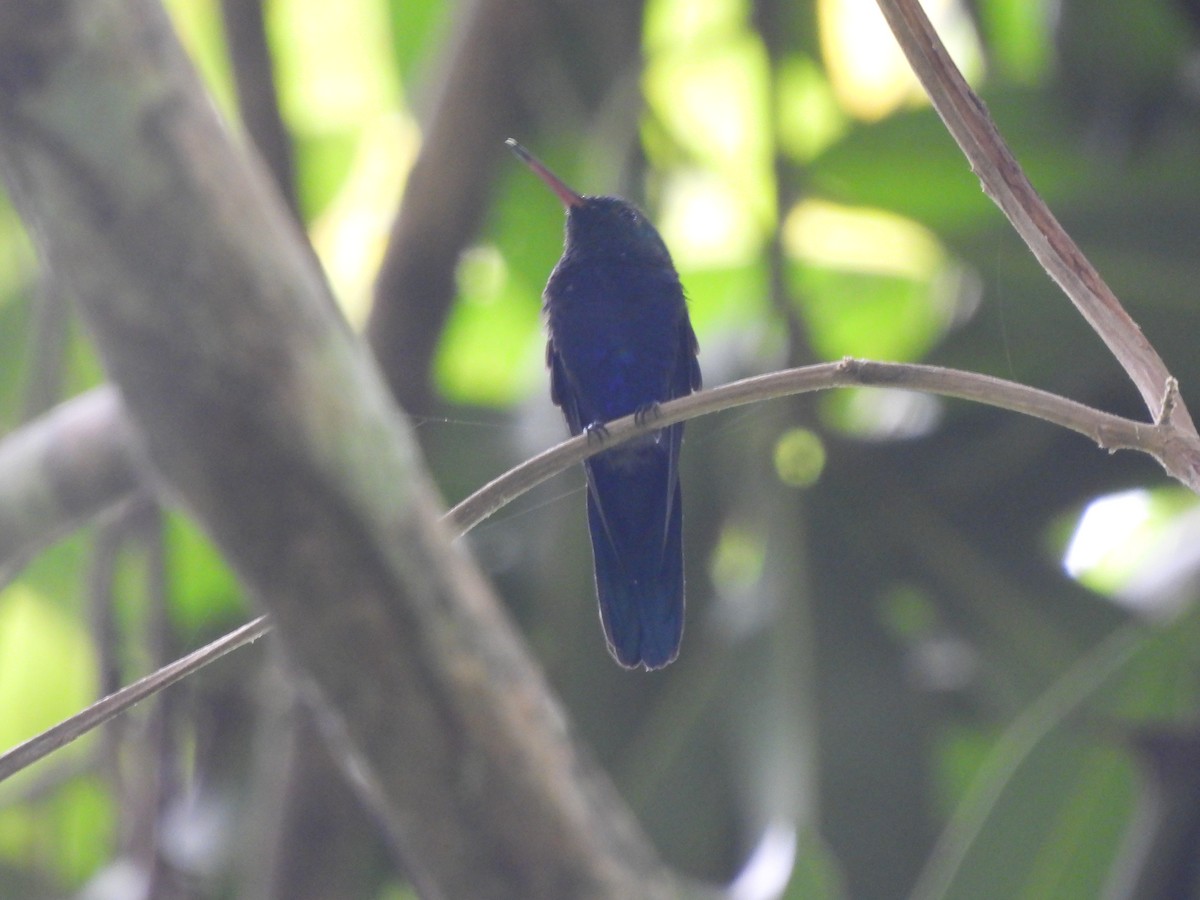 Violet-bellied Hummingbird - ML519401801