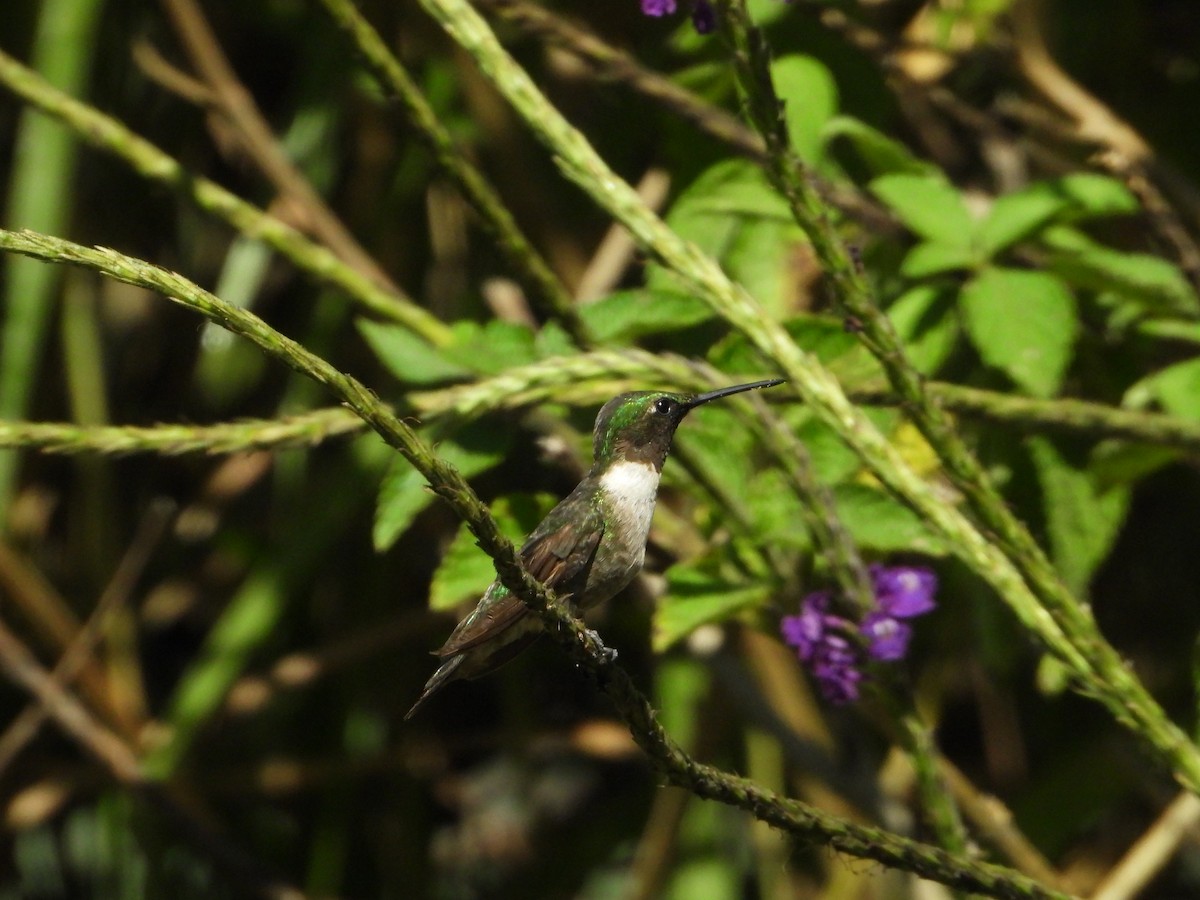Ruby-throated Hummingbird - ML519402151