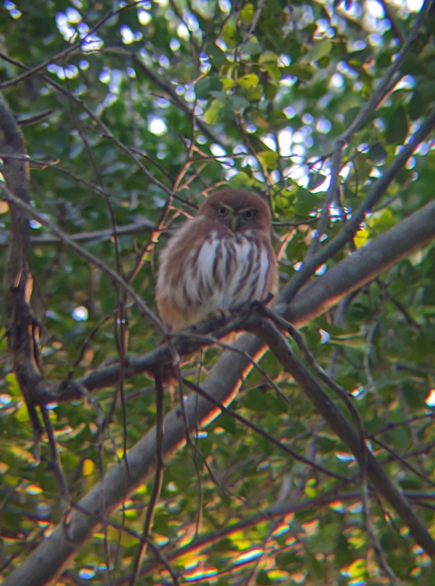 Ferruginous Pygmy-Owl - ML519404031